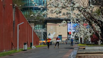 金河公园春花开放