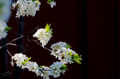 金河公园春花开放