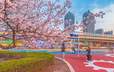 乐松广场夜景 杏花开放（四月）
