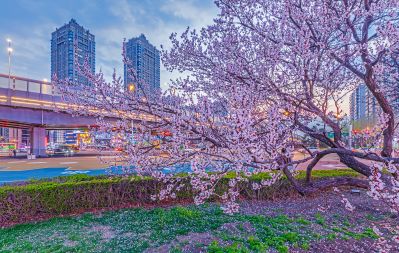 乐松广场夜景 杏花开放（四月）