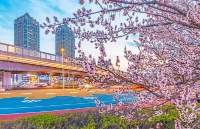 乐松广场夜景杏花盛开（四月）