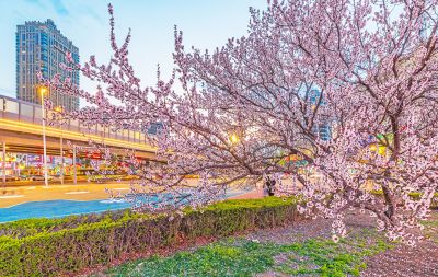 乐松广场夜景杏花盛开（四月）