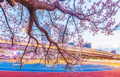 乐松广场夜景杏花盛开（四月）