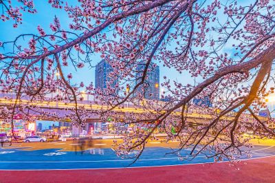 乐松广场夜景杏花盛开（四月）