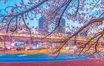 乐松广场夜景 杏花 （四月）