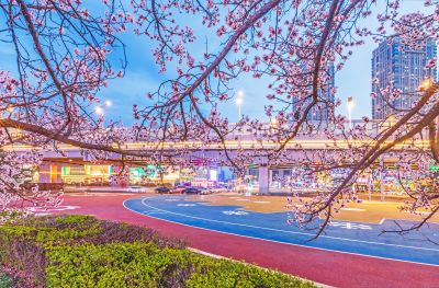 乐松广场夜景 杏花 （四月）