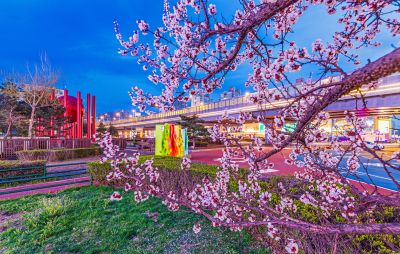 乐松广场夜景 杏花 （四月）