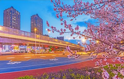乐松广场夜景 杏花 （四月）