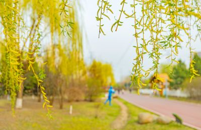 群力健康生态园春色（四月）
