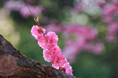 春的气息金河公园春花绽放 开花