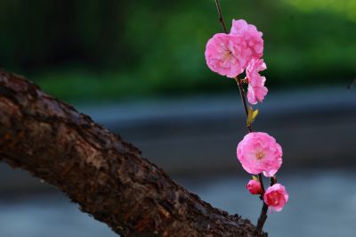 春的气息金河公园春花绽放 开花
