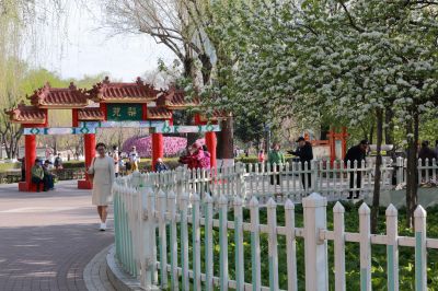 春的气息古梨园百年古梨树开花