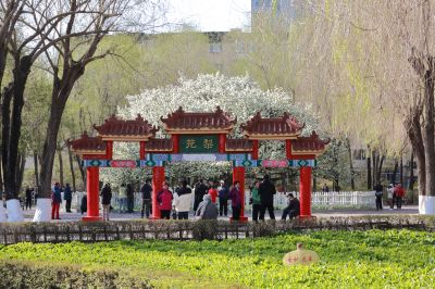 春的气息古梨园百年古梨树开花