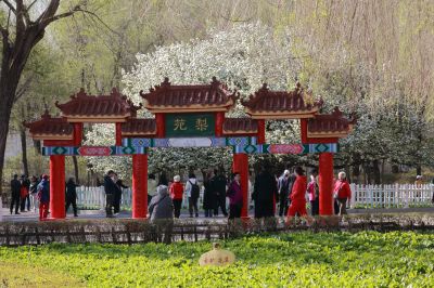春的气息古梨园百年古梨树开花