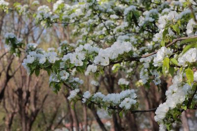 春的气息古梨园百年古梨树开花