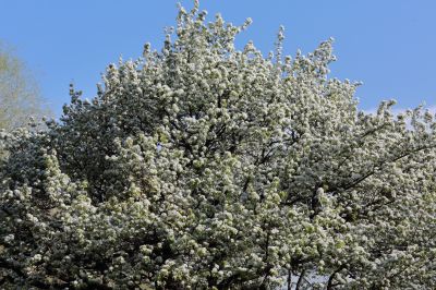 春的气息古梨园百年古梨树开花