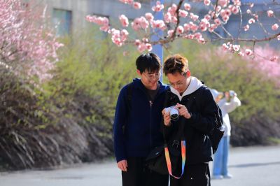 春的气息哈尔滨工程大学杏花开