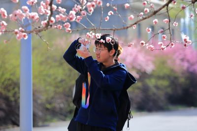春的气息哈尔滨工程大学杏花开
