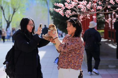 春的气息哈尔滨工程大学杏花开