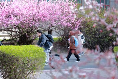 春的气息哈尔滨工程大学杏花开