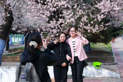 春的气息哈尔滨工程大学杏花开