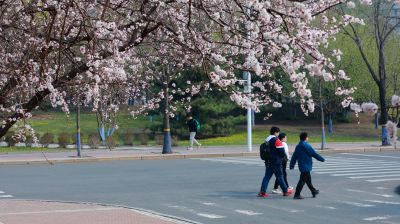 春的气息哈尔滨工程大学杏花开