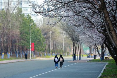春的气息哈尔滨工程大学杏花开