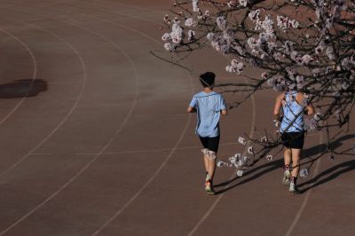春的气息哈尔滨工程大学杏花开