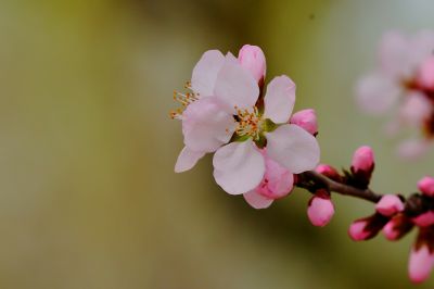 春的气息