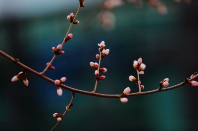 春的气息
