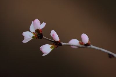 春的气息