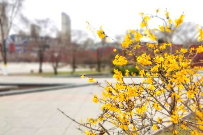 春的气息连翘花开放
