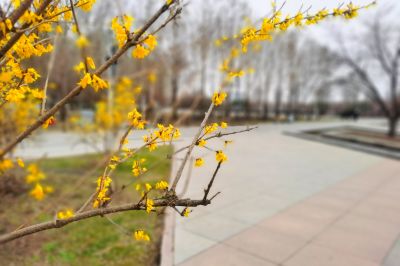 春的气息连翘花开放