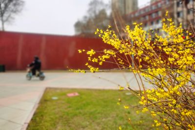 春的气息连翘花开放