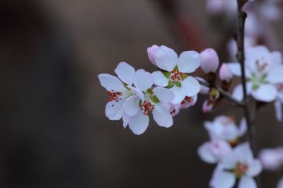 春的气息杏花开放