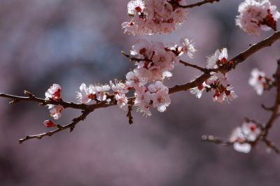 春的气息哈尔滨春季杏花开放