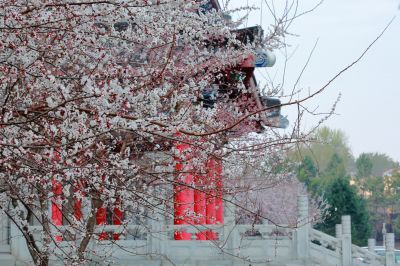 春的气息哈尔滨春季杏花开放