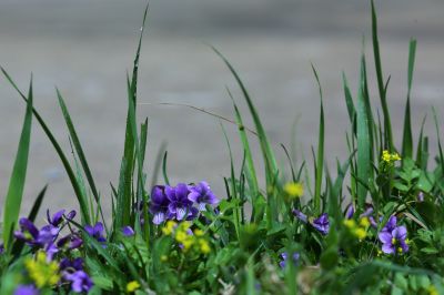 春的气息春花