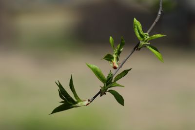 春的气息春花