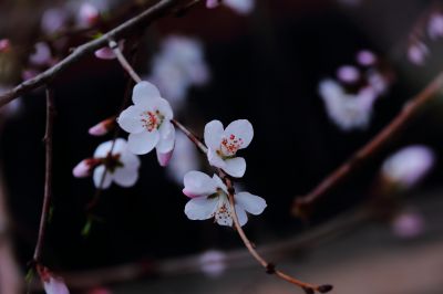 春的气息春花