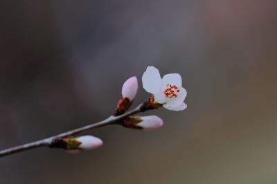 春的气息春花