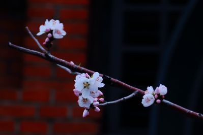 春的气息春花