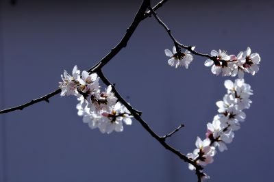 春的气息春花
