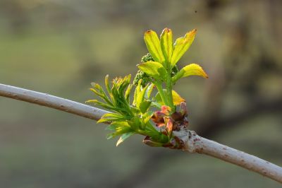 春的气息春花