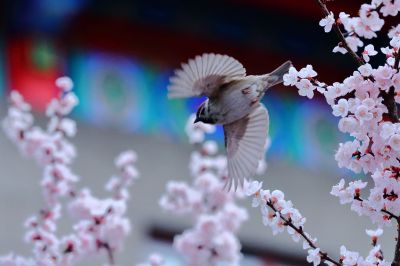 春的气息