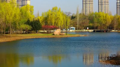 春季哈尔滨丁香公园