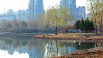 春季哈尔滨丁香公园