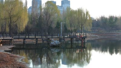 春季哈尔滨丁香公园