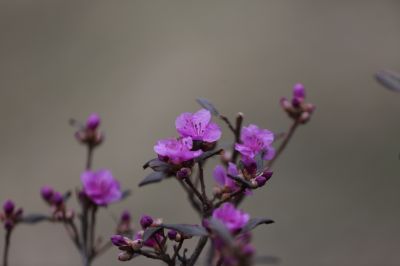 春的气息野杜鹃