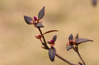 春的气息野杜鹃